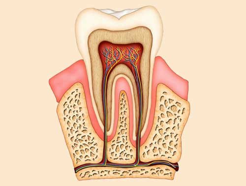 Root Canal Treatment in Ludhiana